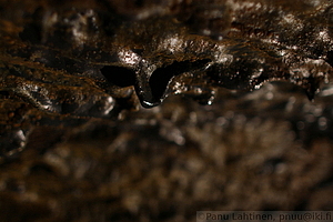 Ponta Delgada - Gruta do Carvao 03
