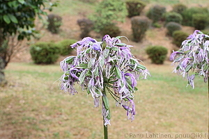 Furnas - Caldeiras 06