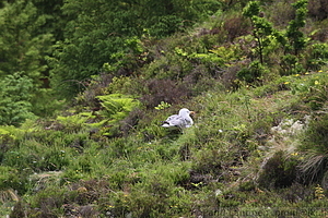 Lagoa do Fogo 04