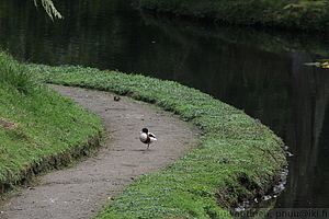 Furnas - Parque Terra Nostra 03