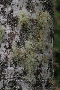 Furnas - Parque Terra Nostra 21