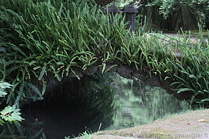 Furnas - Parque Terra Nostra 24
