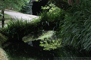Furnas - Parque Terra Nostra 26
