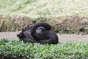 Furnas - Parque Terra Nostra 30