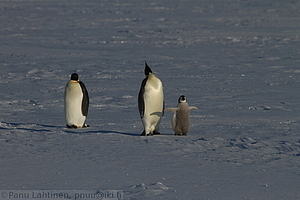 100 - img 0077