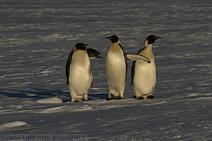 127 - img 0228