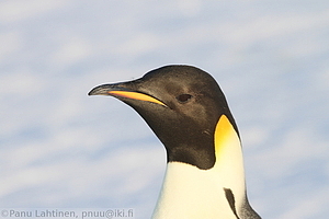 132 - img 0246