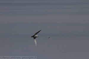 164 - img 0686