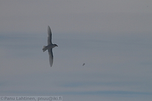 166 - img 0695