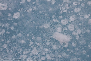 172 - img 0774
