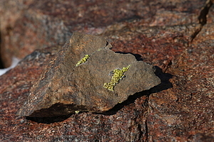226 - img 2098