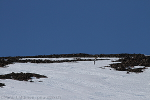 249 - img 2519