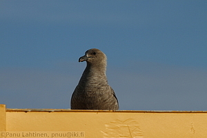 296 - img 3412