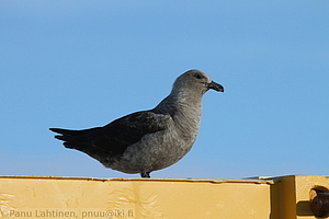 297 - img 3424