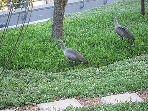 303 - img 5374