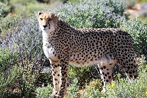 Acinonyx jubatus - Gepardi 1