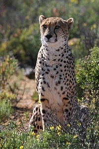 Acinonyx jubatus - Gepardi 2