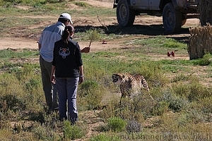 Acinonyx jubatus - Gepardi 3