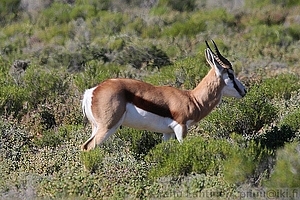 Antidorcas marsupialis - Hyppyantilooppi