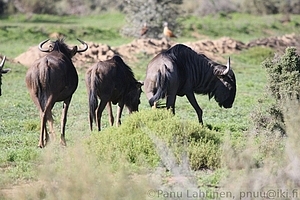 Connochaetes taurinus - Juovagnu