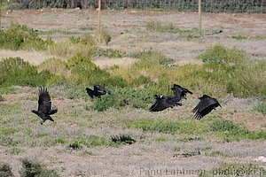 Corvus albicollis - Valkoniskakorppi