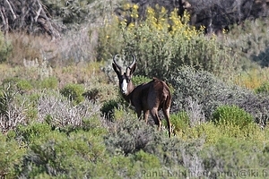 Damaliscus dorcas phillipsi - Blesbok 1