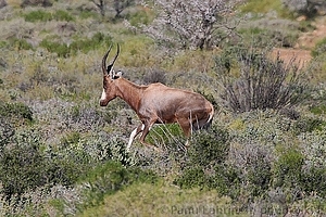 Damaliscus dorcas phillipsi - Blesbok 2