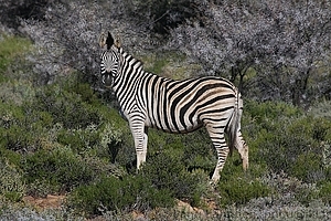 Equus quagga - Seepra 1