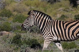 Equus quagga - Seepra 2