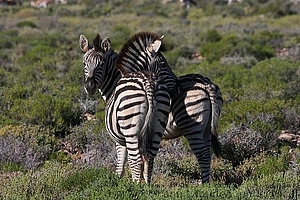 Equus quagga - Seepra 3