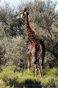 Giraffa camelopardalis - Kirahvi 1