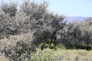 Giraffa camelopardalis - Kirahvi 2