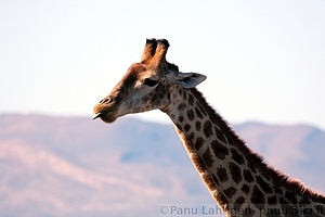 Giraffa camelopardalis - Kirahvi 3