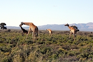Giraffa camelopardalis - Kirahvi 4