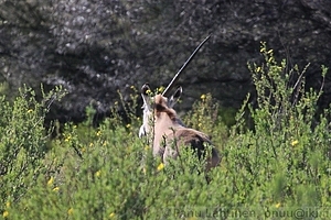 Oryx gazella - Keihasantilooppi