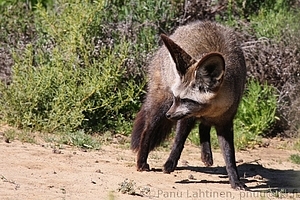 Otocyon megalotis - Korvakettu 1