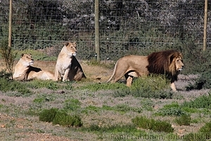 Panthera leo - Leijona 1