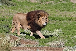 Panthera leo - Leijona 2