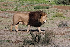 Panthera leo - Leijona 3