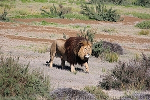 Panthera leo - Leijona 4