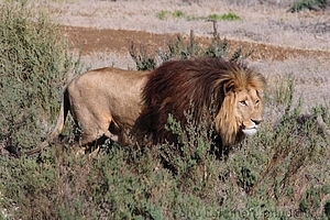 Panthera leo - Leijona 5