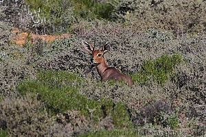 Raphicerus campestris - Puna-antilooppi