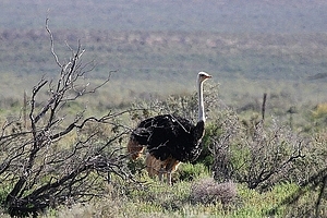 Struthio camelus - Strutsi