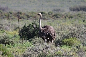 Struthio camelus - Strutsi 2