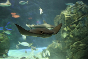 Ripleys Aquarium - Lehmarausku