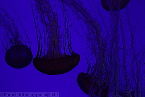 Ripleys Aquarium - Meduusoja 1