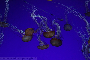 Ripleys Aquarium - Meduusoja 2
