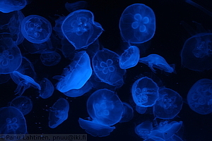 Ripleys Aquarium - Meduusoja 3