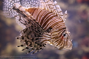 Ripleys Aquarium - Skorpionikala