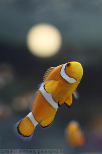 Ripleys Aquarium - Vuokkokala